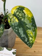 Scindapsus Maharlika Variegata, Ophalen of Verzenden, Halfschaduw, Minder dan 100 cm