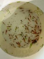 50 uitgeselecteerde vuurgarnalen €25, Dieren en Toebehoren, Kreeft, Krab of Garnaal