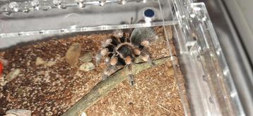 Brachypelma hamorii beschikbaar voor biedingen
