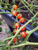 Zaden tomaat krentjebes, Tuin en Terras, Verzenden, Volle zon