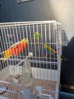 2 koppels (gele) roodbuik turquoisine parkieten '25 + kooien, Dieren en Toebehoren, Vogels | Parkieten en Papegaaien, Meerdere dieren