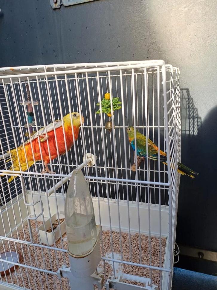 2 koppels (gele) roodbuik turquoisine parkieten '25 + kooien, Dieren en Toebehoren, Vogels | Parkieten en Papegaaien, Parkiet