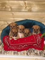 Beagle x Shiba Inu pups, Standaard, 8 tot 15 weken, Korthaar, Parvo