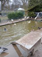 witte loopeenden, Dieren en Toebehoren, Geslacht onbekend, Eend