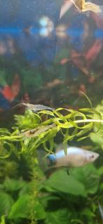 Mooie tijger en caridina japonica garnalen, Kreeft, Krab of Garnaal