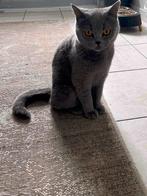 Poes, Dieren en Toebehoren, Katten en Kittens | Raskatten | Korthaar, Poes, Ingeënt