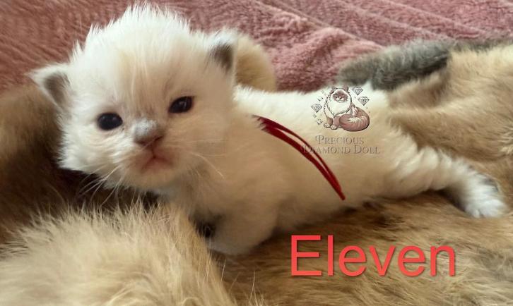 Huiselijke Ragdoll kittens & mama met stamboom. Choc en cin, Dieren en Toebehoren, Katten en Kittens | Raskatten | Langhaar, Meerdere dieren