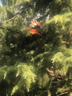 Gezocht: doosjes, Ophalen, Gebruikt, Materiaal