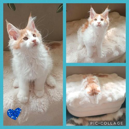 Prachtige XL Mainecoons kittens⚜️, Dieren en Toebehoren, Katten en Kittens | Raskatten | Langhaar