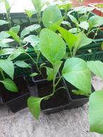 Biologische aubergine plantjes moestuinplantjes stekjes, Tuin en Terras, Planten | Tuinplanten, Ophalen, Volle zon, Groenteplanten