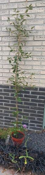 Quercus Ilex Steeneik in pot, Bloeit niet, 100 tot 250 cm, Ophalen, Volle zon