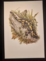 Vuursalamander, Verzenden, 1980 tot heden, Zo goed als nieuw, Dier