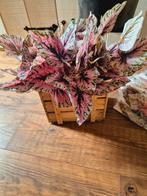Bladbegonia kunstplant, Ophalen of Verzenden, Nieuw