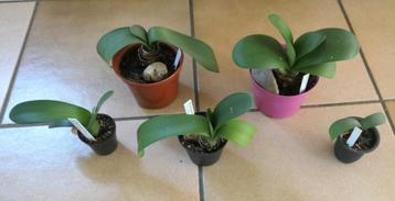 Kamerplanten: poederkwast en bonte sansevieria beschikbaar voor biedingen