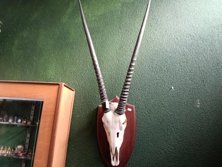 Antilopen Schedel met Hoorns, Antiek en Kunst, Antiek | Overige Antiek, Ophalen of Verzenden