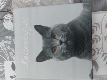 Kattenkopjes beschikbaar voor biedingen