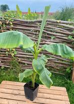 musja basjoo(winterharde banaan),in 4L container, 90/120 cm, Ophalen of Verzenden, Voorjaar, Volle zon, Wortelstok