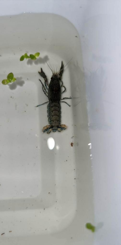 Cambarellus diminutus mini dwerg kreeft, Dieren en Toebehoren, Vissen | Aquariumvissen, Vis