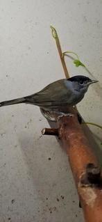 Gevraagd, Dieren en Toebehoren, Vogels | Overige Vogels, Vrouwelijk