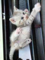 Britse Langhaar & Korthaar Kittens, Meerdere dieren, Ontwormd, 0 tot 2 jaar