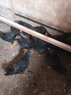 barnevelder hanen, Dieren en Toebehoren, Pluimvee, Mannelijk, Kip