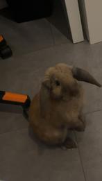 Dwergkonijn, Dieren en Toebehoren, Konijnen, Mannelijk, Dwerg, Hangoor, 0 tot 2 jaar