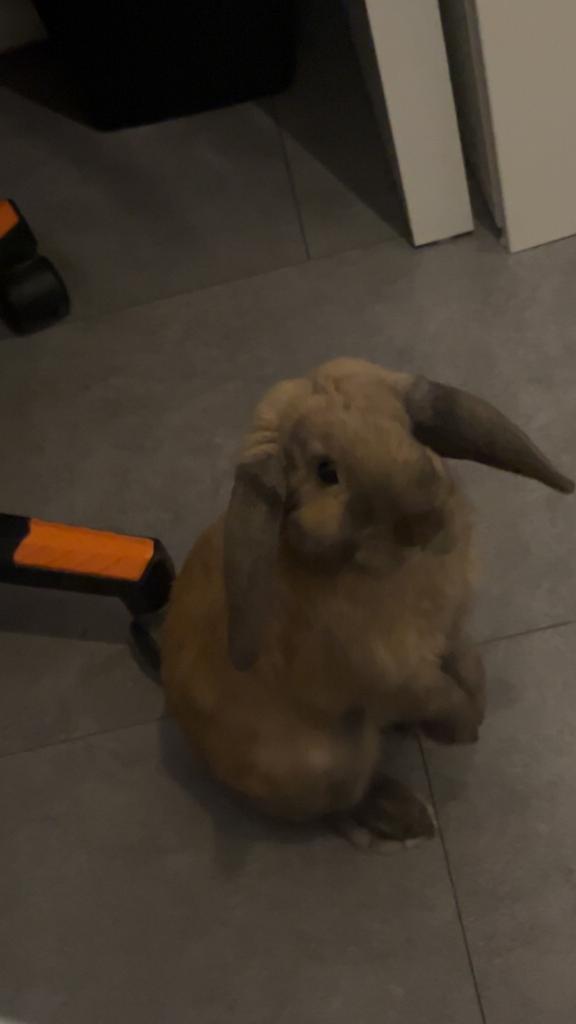Dwergkonijn, Dieren en Toebehoren, Konijnen, Dwerg, Mannelijk, 0 tot 2 jaar, Hangoor