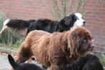 Newfoundlander x Berner Sennen pups, Dieren en Toebehoren, Honden | Bulldogs, Pinschers en Molossers, Nederland, CDV (hondenziekte)