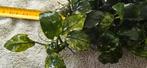 Anubias Nana Pinto, Dieren en Toebehoren, Vissen | Aquaria en Toebehoren, Ophalen, Zo goed als nieuw, Plant(en), Steen of Hout