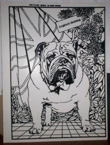 engelse bulldog kleurplaat / poster / tekening in 1 koop beschikbaar voor biedingen