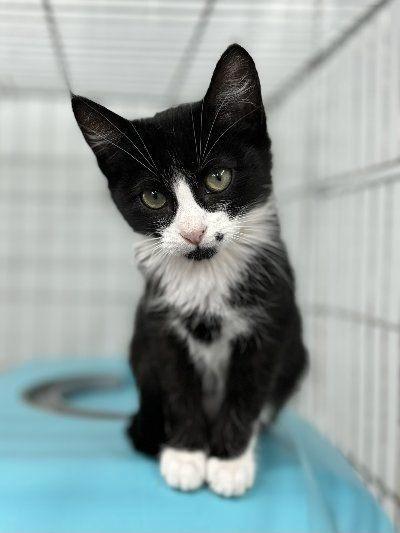 ACE: Ruby wil graag een andere sociale spinner in haar leven, Dieren en Toebehoren, Katten en Kittens | Overige Katten, Kortharig