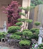 Mooie Ilex crenata., Tuin en Terras, Planten | Bomen, Ophalen, Bloeit niet, Overige soorten