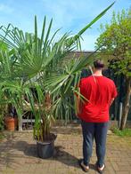Winterharde palm, Tuin en Terras, Planten | Bomen, Volle zon, Ophalen, Palmboom, 100 tot 250 cm