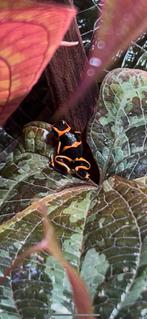 ranitomeya summersi 0.0.2, Amfibie, 0 tot 2 jaar