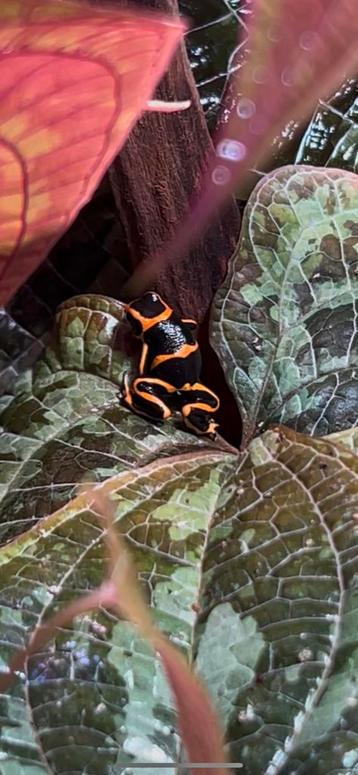 ranitomeya summersi 0.0.2 beschikbaar voor biedingen