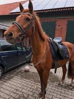 Bijrijder gezocht, Dieren en Toebehoren, Stalling en Weidegang, Toebehoren, 1 paard of pony