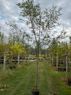 Salix alba, schiet wilg, Volle zon, In pot, Overige soorten, Ophalen of Verzenden