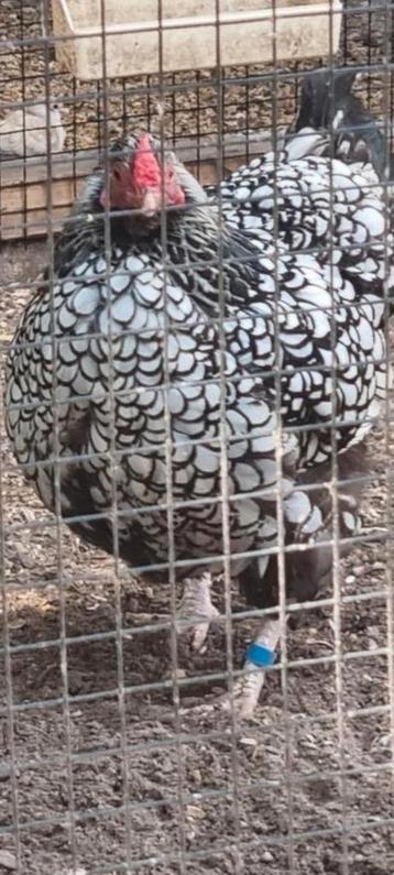Wyandotte kriel hen  beschikbaar voor biedingen