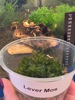 Diverse soorten mos, Ophalen of Verzenden, Nieuw, Plant(en), Steen of Hout