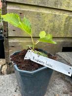 Vijg vijgenplant Raspberry Latte, Tuin en Terras, Planten | Fruitbomen, Ophalen of Verzenden, Minder dan 100 cm, Vijgenboom