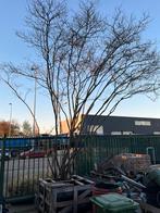 Reuze Amelanchier Lamarckii ( krenteboom), Tuin en Terras, Ophalen, Bloeit niet, Volle zon, Overige soorten