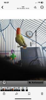 Mooie vogel, Mannelijk, Parkiet, Tam