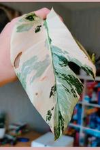Monstera variegata stek, Huis en Inrichting, Kamerplanten, Ophalen, Halfschaduw, Minder dan 100 cm