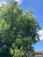 Grote Krulwilg, Bloeit niet, Treurboom, 400 cm of meer, Ophalen