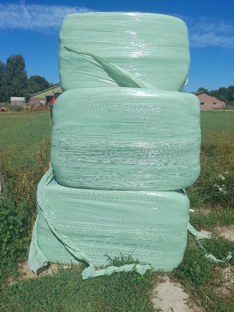 balen, Mannelijk, Schaap