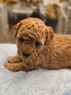 Toy poedel pup mini toypoedel, Dieren en Toebehoren, Poedel, Reu, CDV (hondenziekte), 8 tot 15 weken