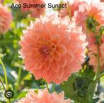 Dahlia knollen Ace Summer Sunset, Ophalen of Verzenden