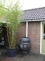 Bamboe Phyllostachys aurea grote plantin kuip van 110 liter., Tuin en Terras, Ophalen, Bloeit niet, Overige soorten, Halfschaduw