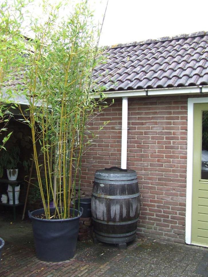 Bamboe Phyllostachys aurea grote plantin kuip van 110 liter., Tuin en Terras, Planten | Tuinplanten, Overige soorten, Halfschaduw