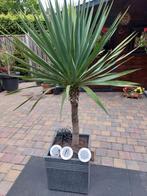 Yucca winterhard 1.34 m., Overige soorten, 100 tot 250 cm, Zomer, Ophalen